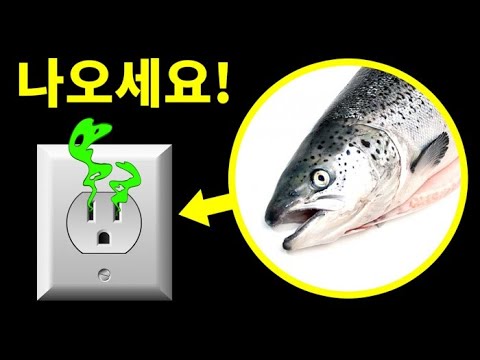 집에서 생선 비린내가 난다면, 즉시 집에서 나가세요!