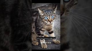 How Animals See The World #shortsfeed #animals #shocking #editing #wildlife #nature