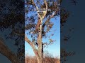 Leopard Got Embarrassed For The First Time 🐆😂 #shortvideo #funny #fpyシ #hunting