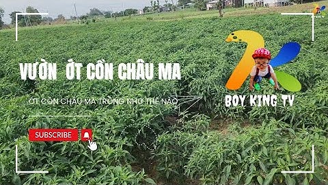 VƯỜN  ỚT Ở CỒN CHÂU MA NÈ CẢ NHÀ