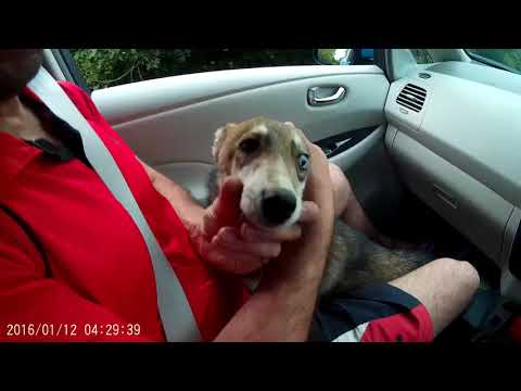 nissan leaf  2012 წლიანი 11 კუბიკიტ