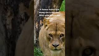 Famous The Lioness Knows Her Power & Strength. Awaken Your Inner Lioness. Wealth