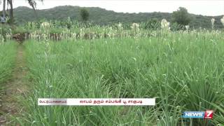 Mettupalayam farmers take to profitable Sampangi flowers cultivation | TN | News7 Tamil |