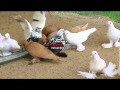 армавирские голуби