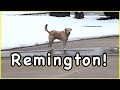 Remington Runs Away 😢