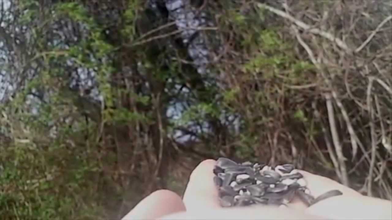 Bird city! Elizabeth A. Morton National Wildlife Refuge YouTube