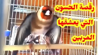 رقصة الحسون التي يعشقها المربين.             تغريد حسون مع الرقصة#Goldfinch #chardonnerert_algérie