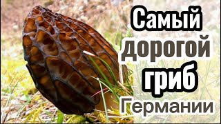 Сморчок Норвежский - самый дорогой гриб Германии /Дорогие сморчки...