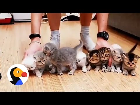 Adorable Kittens Won't Sit Still For This Picture | The Dodo