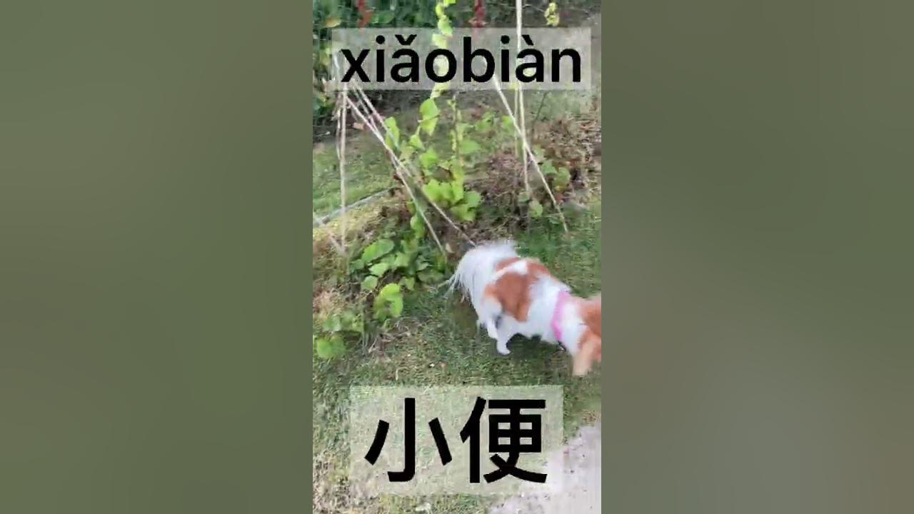 how-to-say-pee-in-chinese-mandarin-chinese-learnchinese