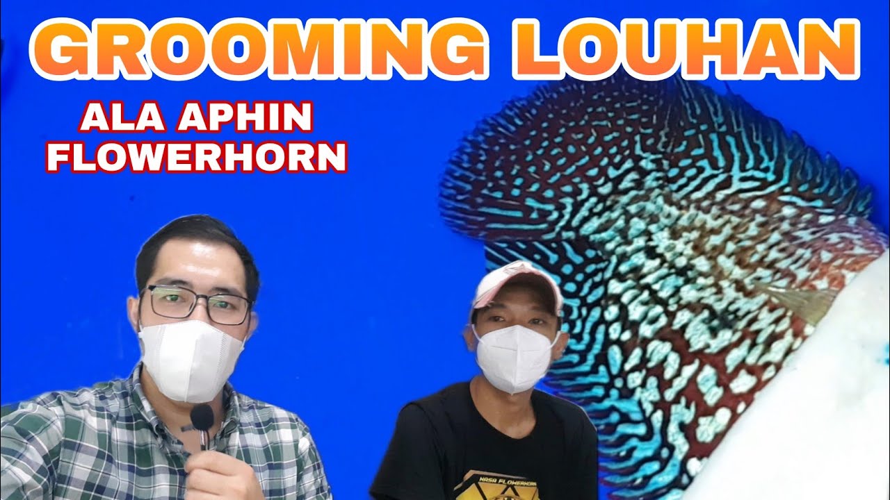 Rahasia Louhan Ekor Kipas