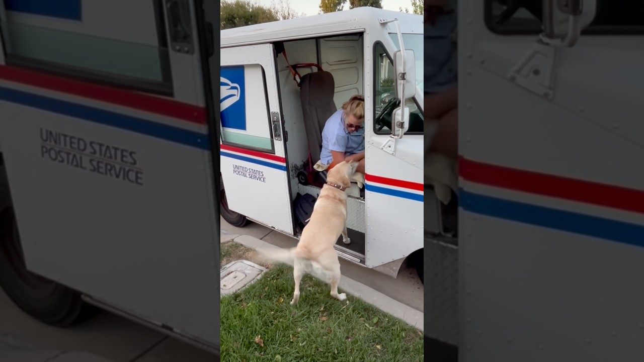 Labrador Retriever Waits For Her Every Day