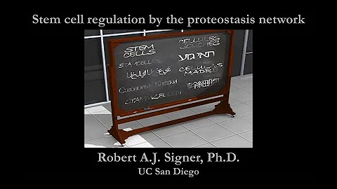 Stem Cell Regulation by the Proteostasis Network - Rob Signer - DayDayNews