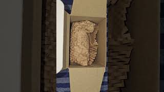 First Order for Amazon by Vidyashree and Keshav #imwell #medicaldoctor #Amazon