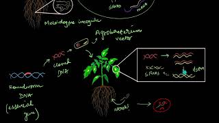 RNA interference in pest control | Biotechnology and its Applications | Biology | Khan Academy