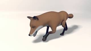 Fox Walk Cycle  Tired