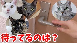 ママを出待ちしてくれる猫はどの子？？