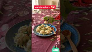 Momo Lover Parrot 😍🥟 #Parrot #Pets #shorts #BestVibes
