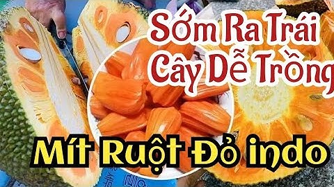 Cách chọn cây giống mít ruột đỏ sơ vàng ( giá mít indo lá bầu)