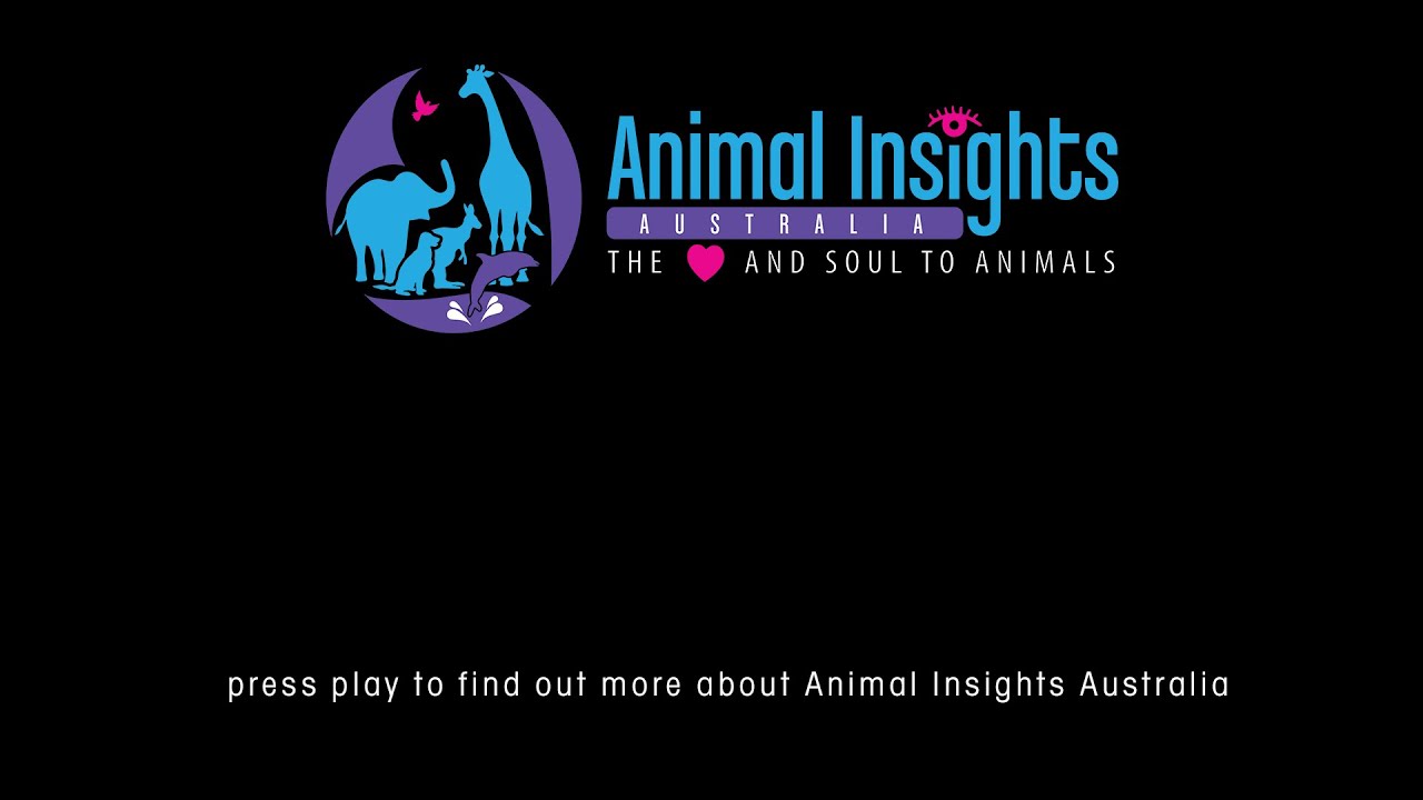 About Animal Insights Australia - YouTube