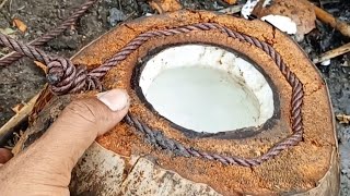 How to set and how a wild boar trap with coconut bait worksโผ๏ธ