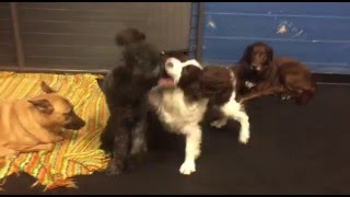 Barkzone Dog Of The Month Hanna