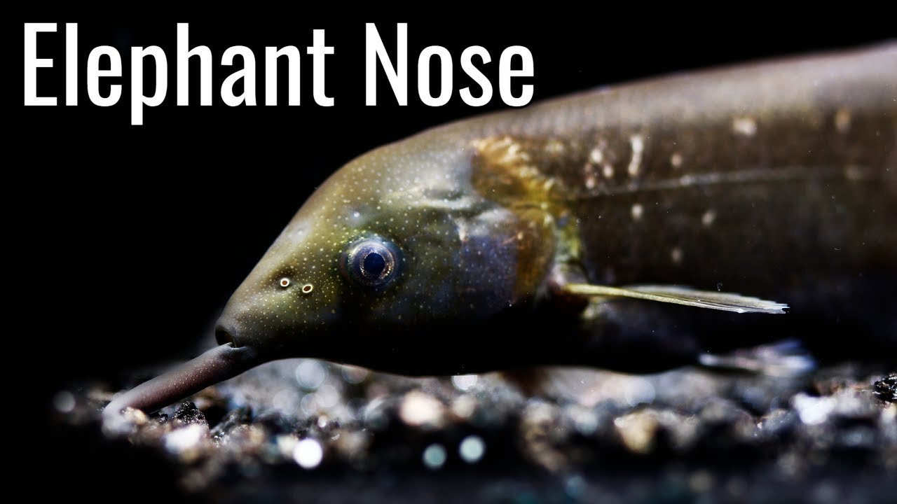 Elephant-nose Fish - Learn About Nature