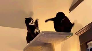 Roodi vs. Kami - A Cat Tree Cat Fight by The Kits Cats 5,422 views 2 years ago 44 seconds