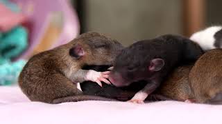 Baby rats from parents Gillian Anderson+Channing Tatum