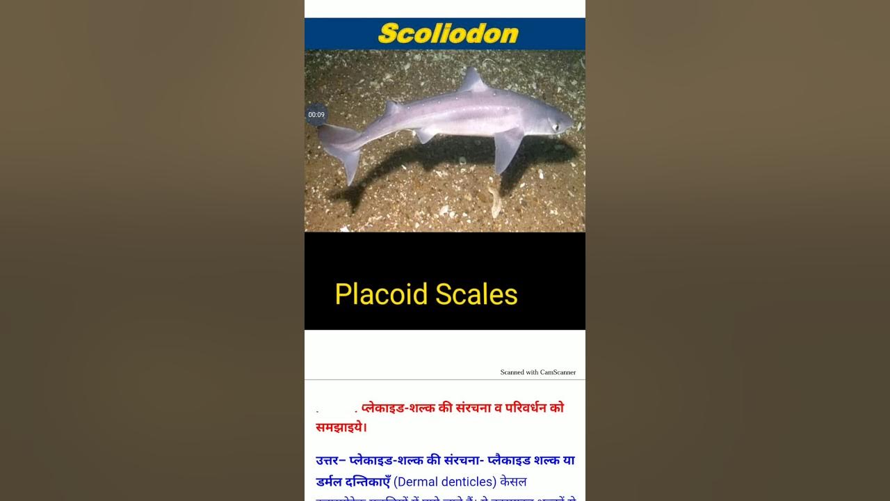 Scoliodon (Structure and development of Placoid Scales) YouTube