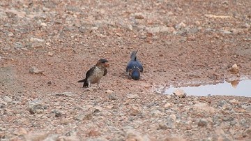 Red-Rumped Swallow