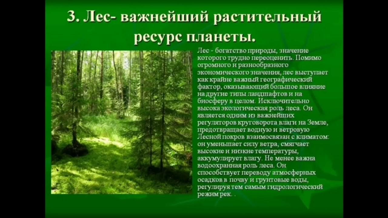 Растения леса 5 класс биология. Сообщение о лесе. Доклад про лес. Сообщение про леса. Реферат на тему лес.