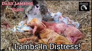 Complications Delivering Lambs!