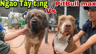 Cuộc Đối Đầu Của Vua Chó PitBull Và Giống Chó Ngao Tây Tạng Khổng Lồ Nhất Thế Giới | Khôi TV