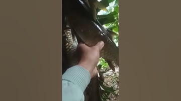 panen ikan jurung, hari ini #shrots