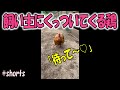 ヒヨコの時にケガをして、隔離飼育してたら愛情を入れすぎてしまったニワトリの末路#shorts