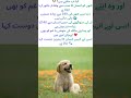 کتوں کے دلچسپ حقائق    