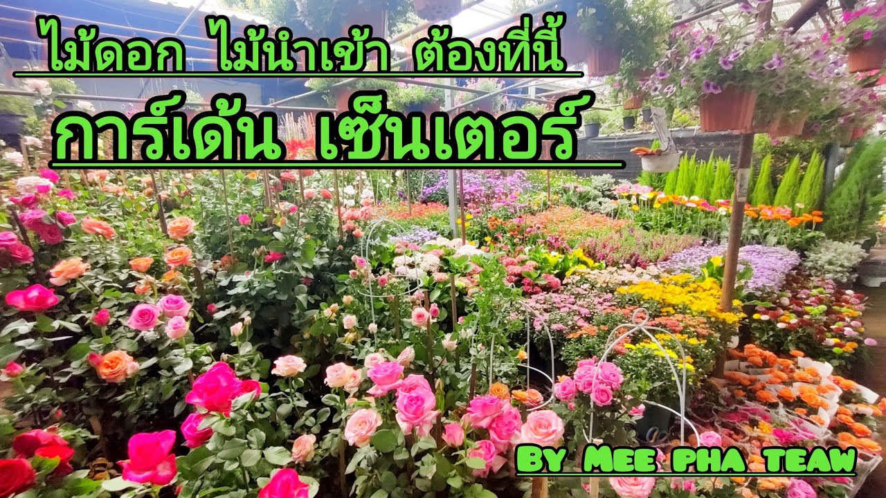 ไม้ดอก ไม้นำเข้า สวย ๆ ต้องที่นี้ การ์เด้นเซ็นเตอร์#meephateaw 