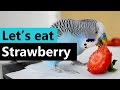 Cookie loves to eat strawberry - My little Budgie bird