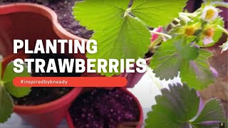 Planting Strawberries #inspiredbyKneady