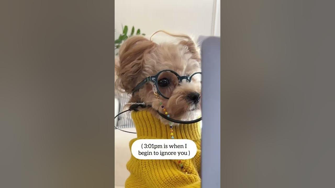 What I say vs what I mean part 9 noodlesthepooch corporate asmr dogsofyoutube cutedogs