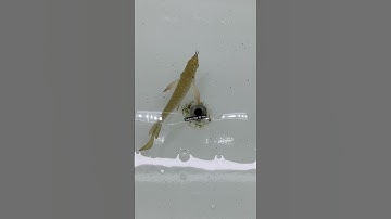 Pom cá rồng kim long trong môi trường trắng nước trong