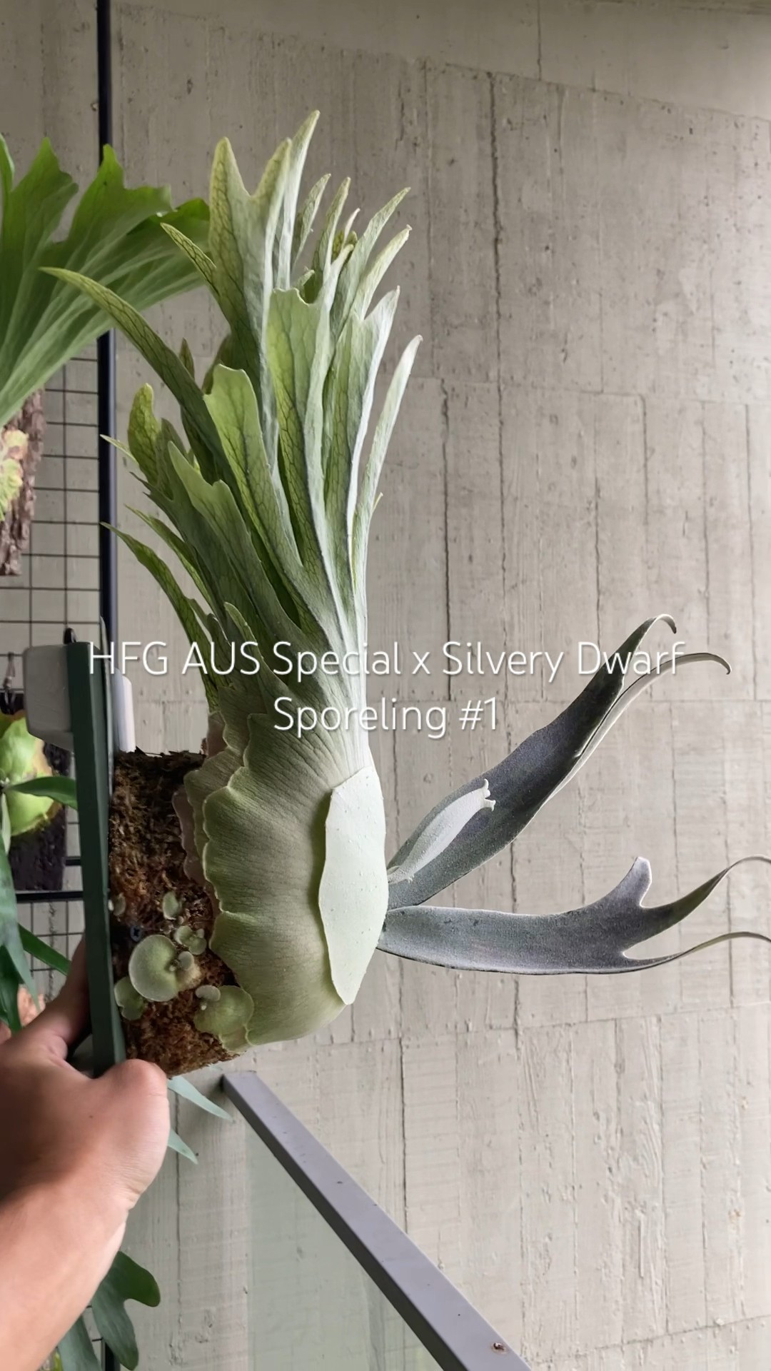 P. Ridleyi 'Dwarf Silvery' sporeling ice | P. Ridleyi dwarf silver