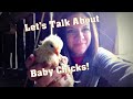 Let&#39;s Talk about BABY CHICKS#WithMe  Raising Chickens#WithMe