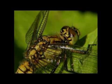 Vidéo: Pourquoi les insectes holométaboles ont-ils autant de succès ?