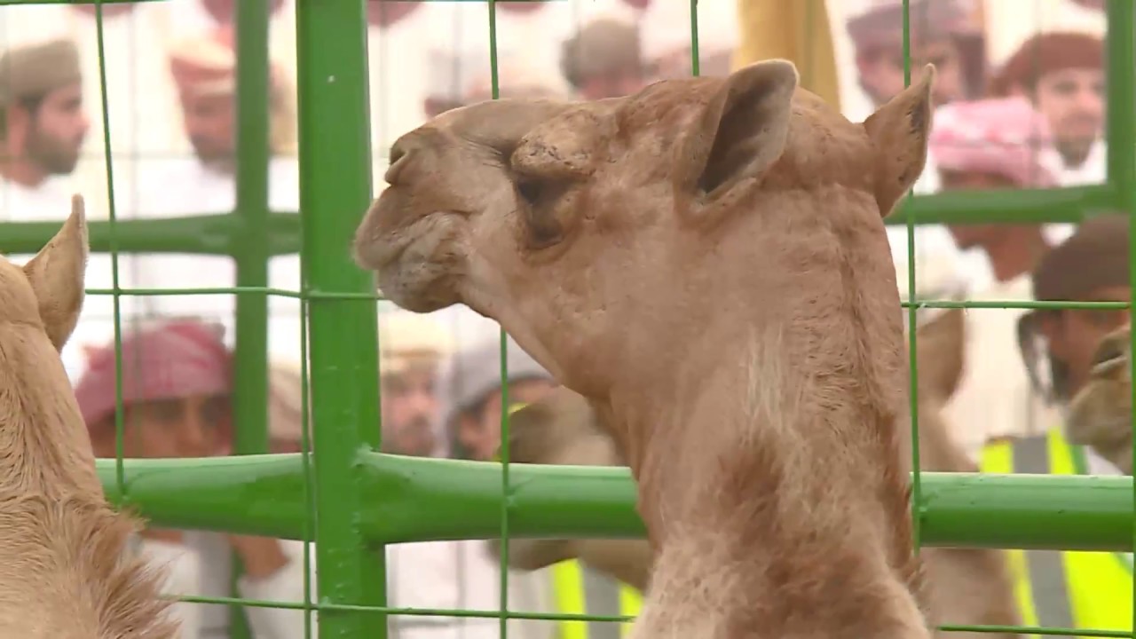 قناة الواحة تقدم  مهرجان مزاينة الخابورة للحيران ٢٠١٨