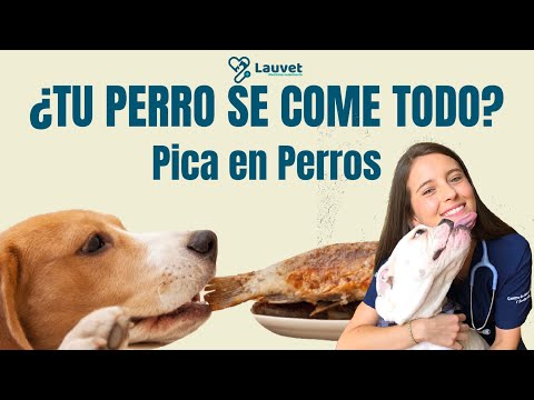 Video: Cómo lidiar con el trastorno de pica, donde tu perro se lo come todo