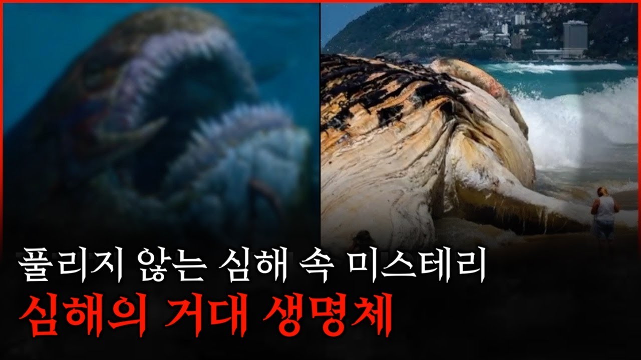 풀리지 않는 심해 속 미스테리, 심해의 거대 생명체 - YouTube