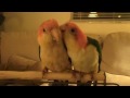 Caique love