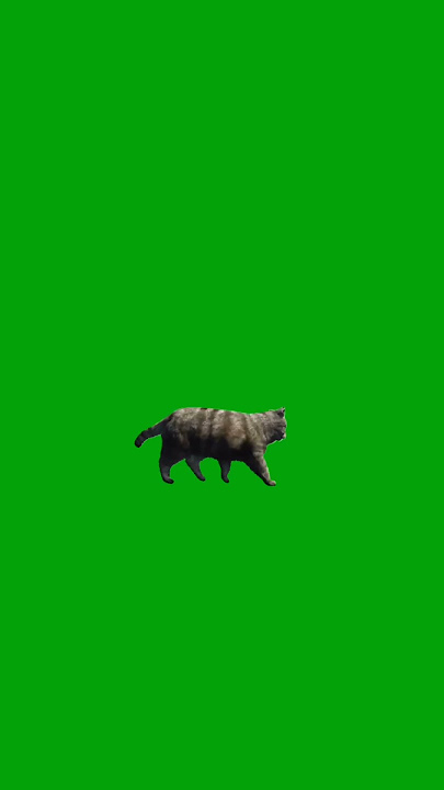GREEN SCREEN kucing berjalan